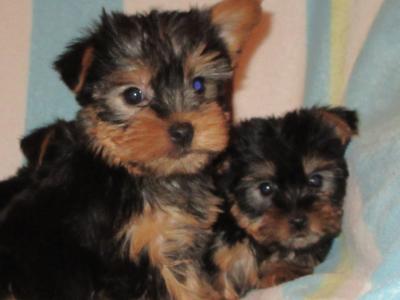 Yorkshire Terrier puppies in Carlow